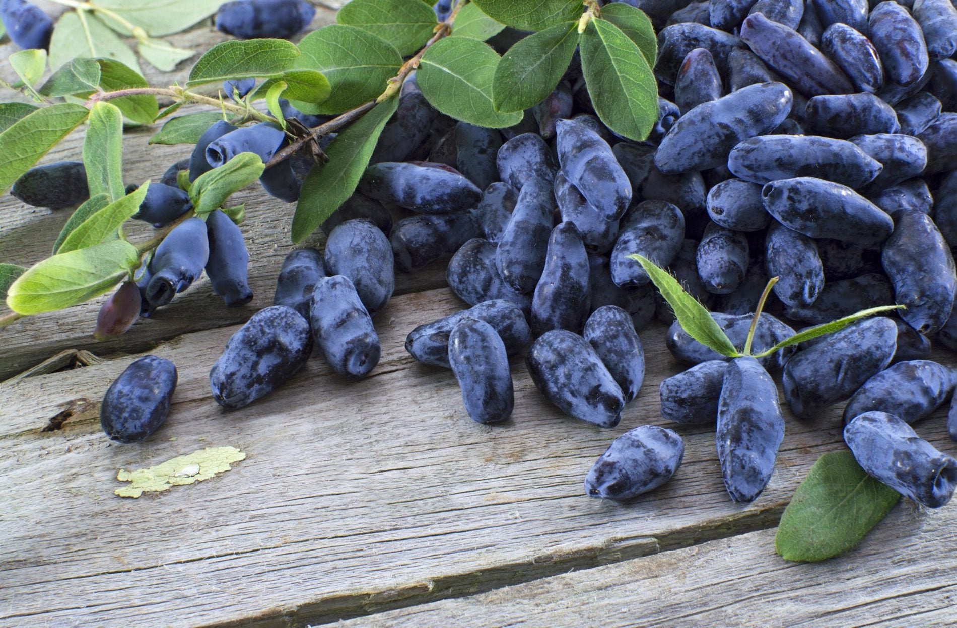 Blue elongated berries and leafy stems on a timber surface