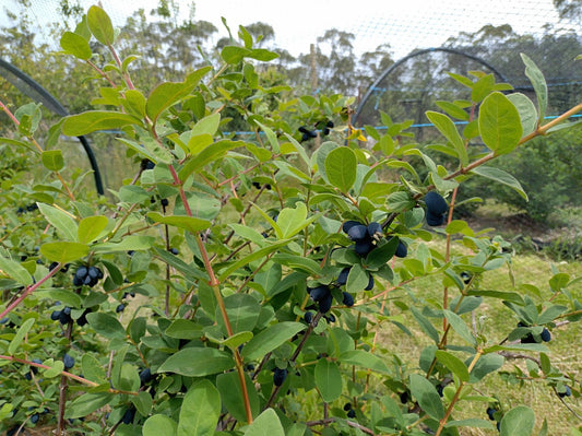 Haskap plants and berries for a family orchard