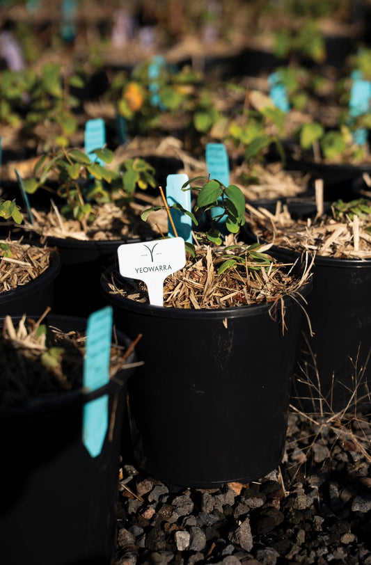 Young haskap plants growing at the nursery