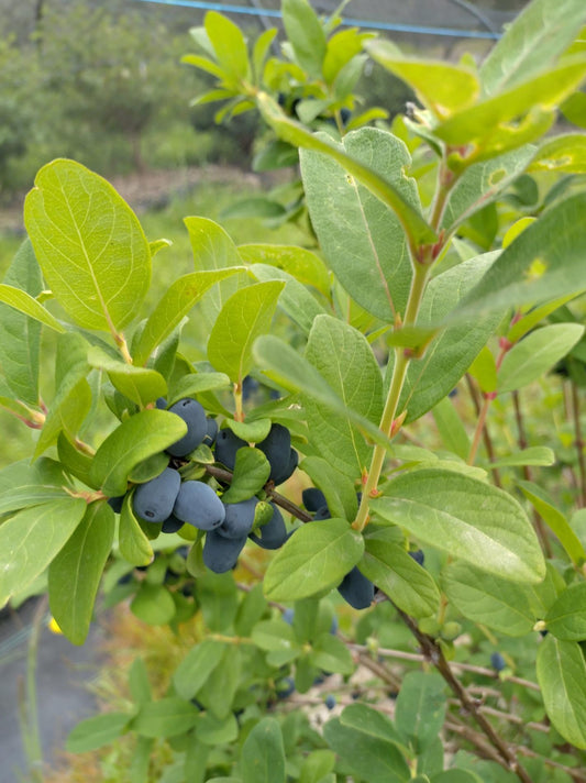 Pollinator Pair haskap plants and berries