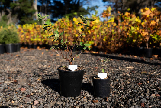 Starter Orchard haskap plants ready for planting