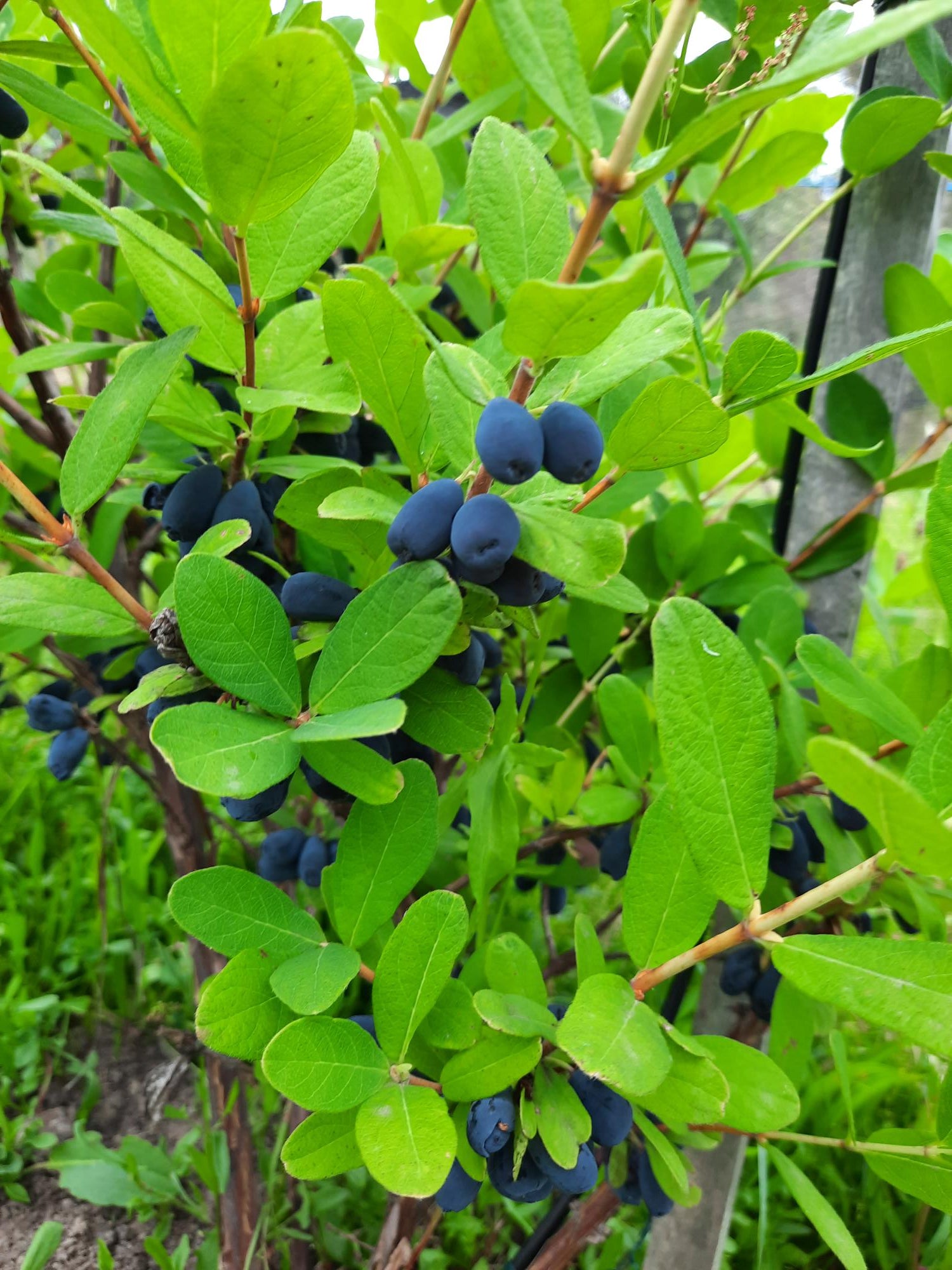 Ripe blue haskap berries growing among bright green leaves