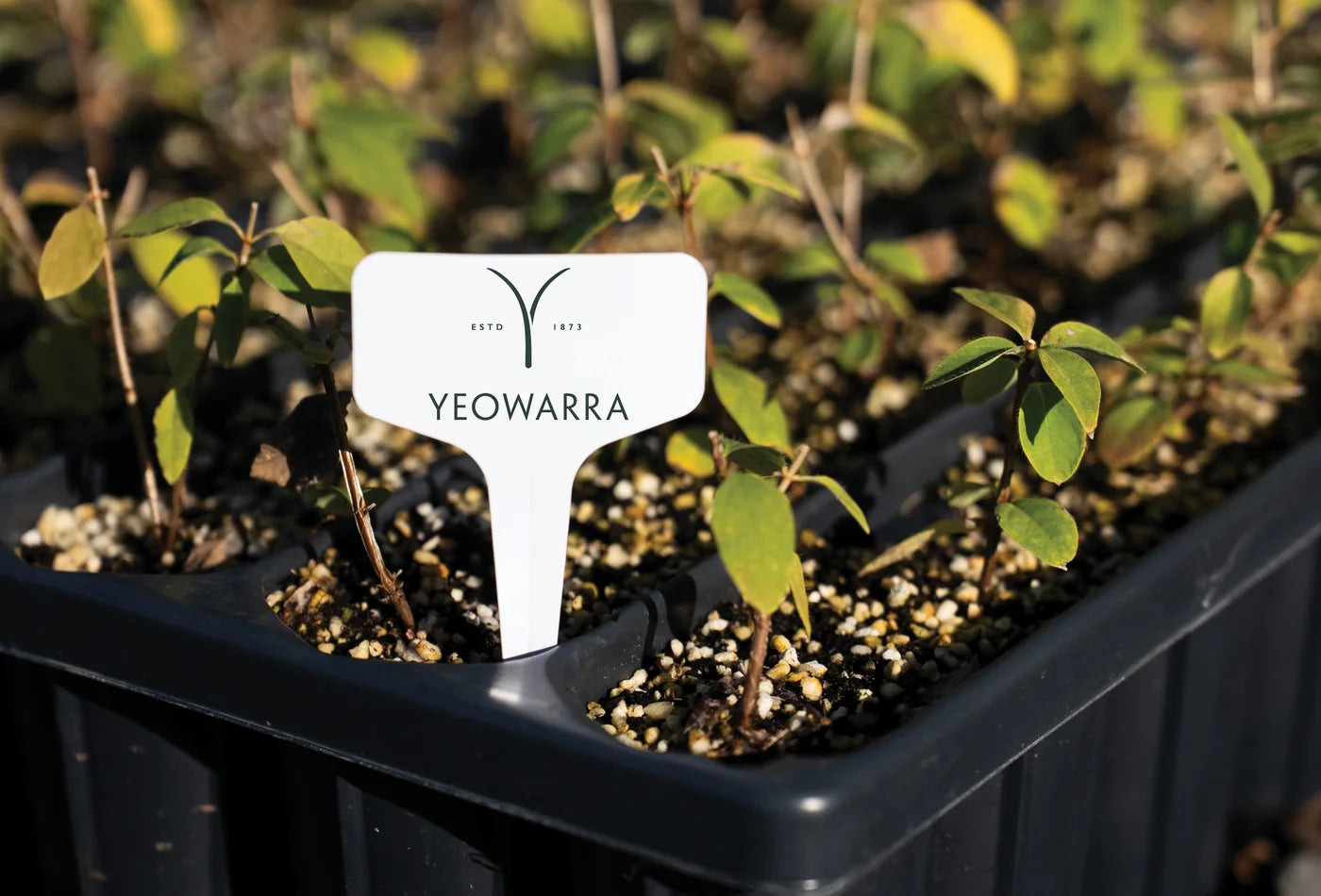 A young labelled haskap plant at the nursery