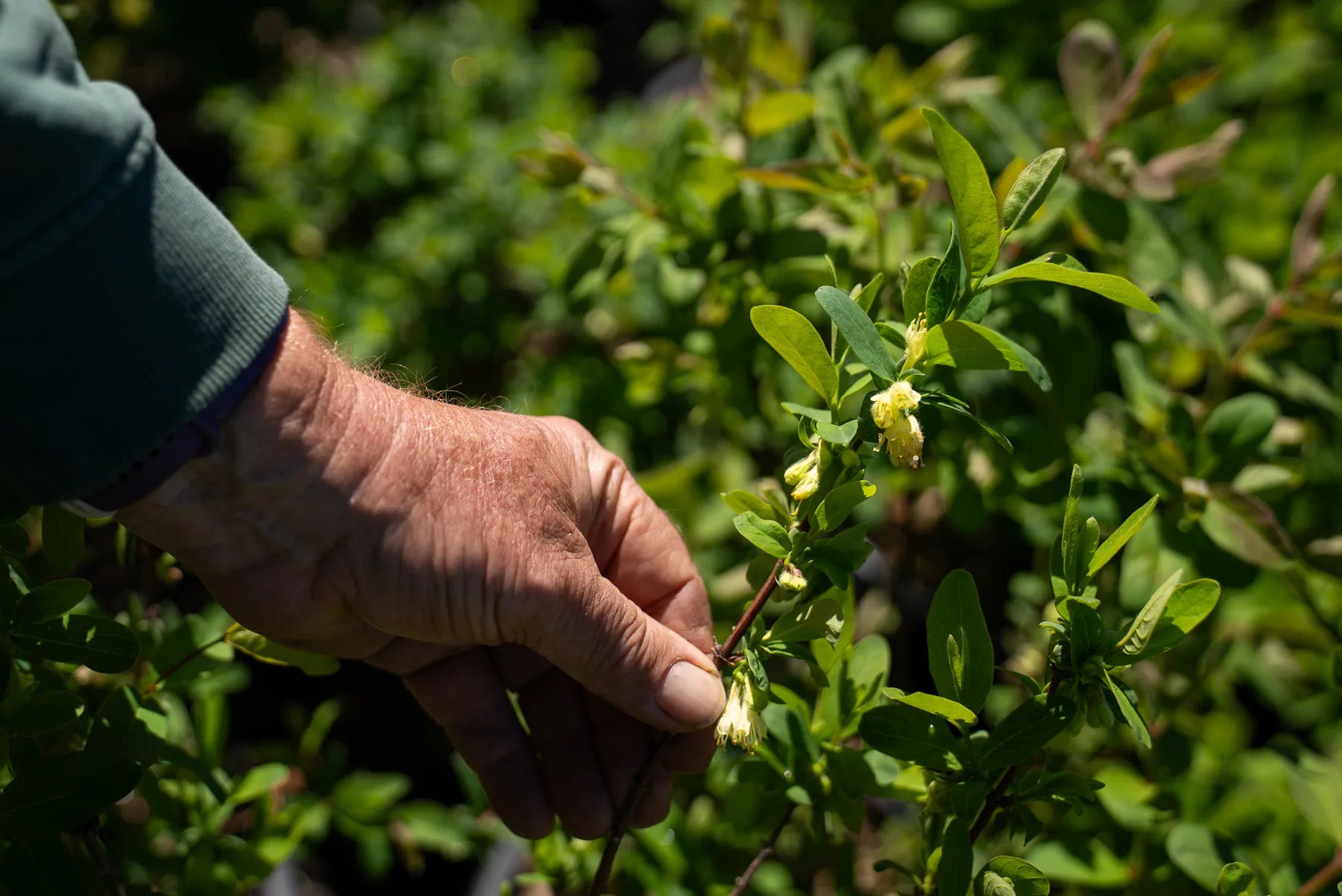 Haskap flowers being inspected at the Yeowarra nursery