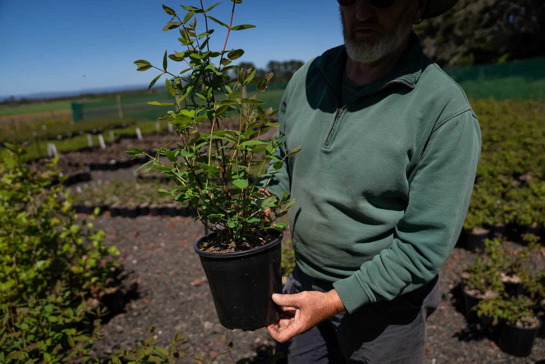 Haskap plants and berries at the nursery