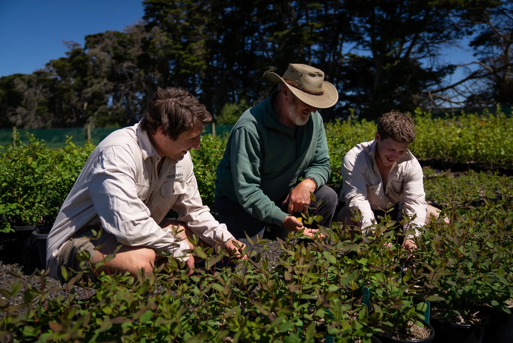 The Yeowarra nursery team inspecting young haskap plants