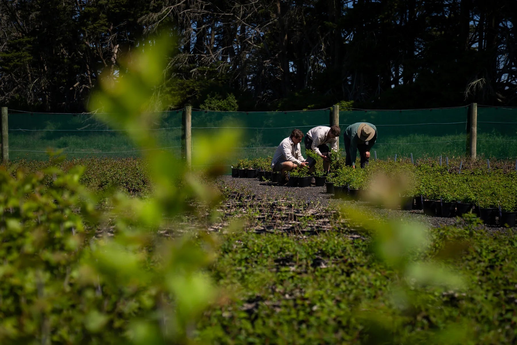 The Yeowarra nursery team inspecting haskap plants