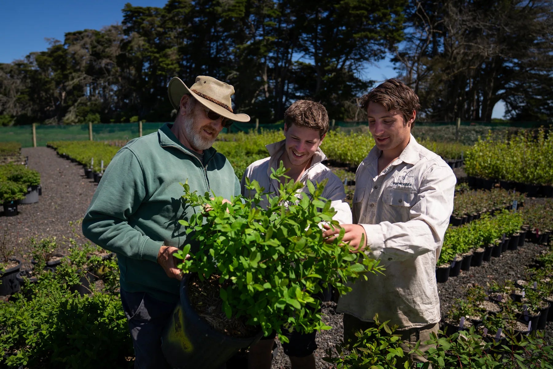 The Yeowarra nursery team examining a mature potted haskap plant